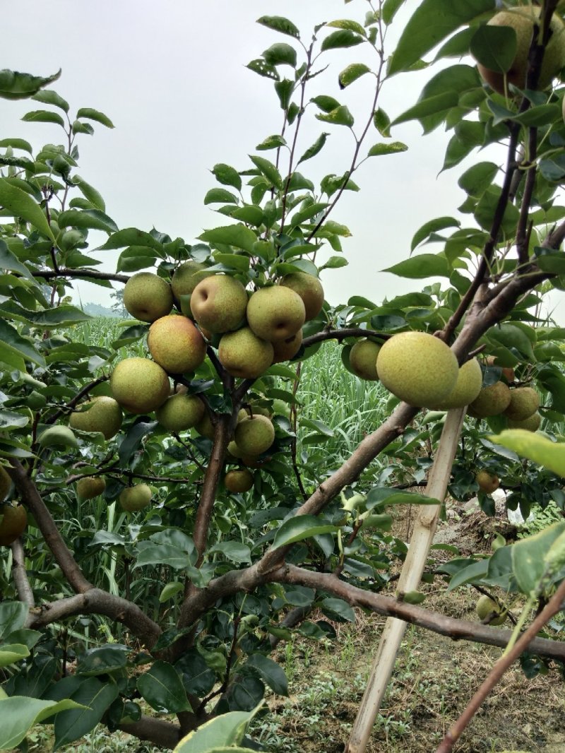 供应桂花梨