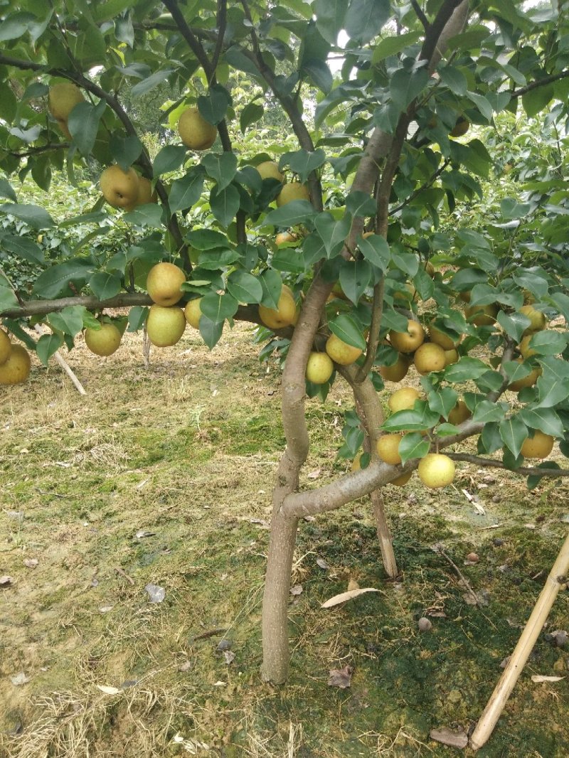 供应桂花梨