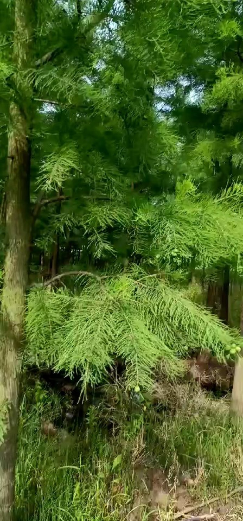 湖南益阳南县落羽杉苗圃基地直发精品落羽杉各种规格现挖现