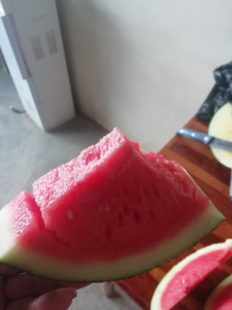 湖北钟祥无籽西瓜大量上市