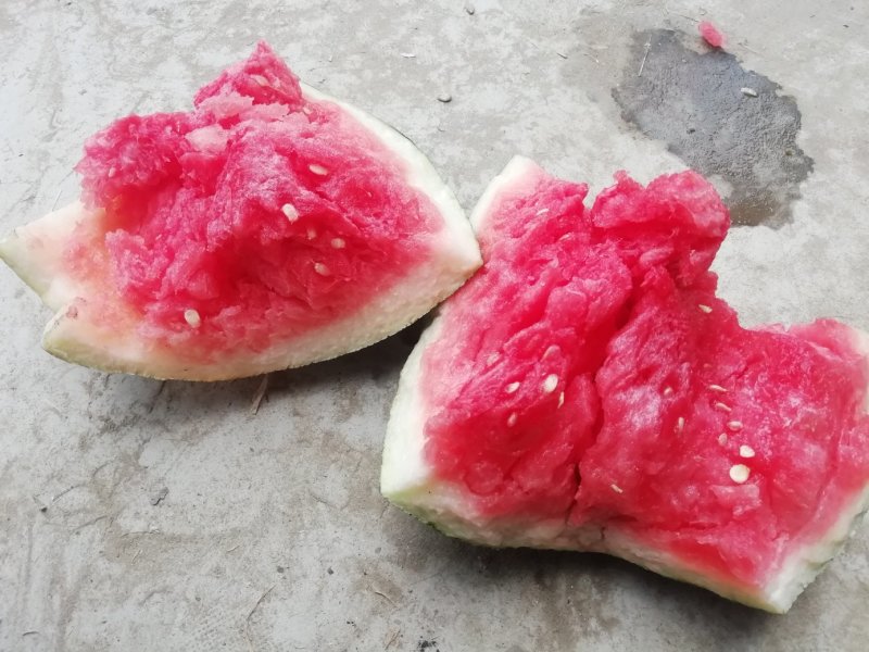 湖北钟祥无籽西瓜大量上市