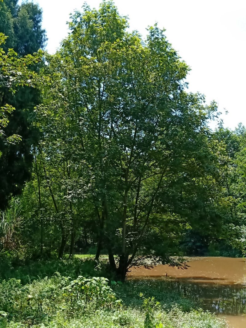 15-50公分枫杨，元宝树，