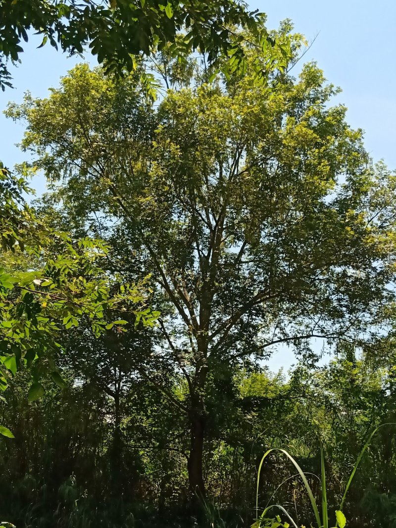 15-50公分枫杨，元宝树，