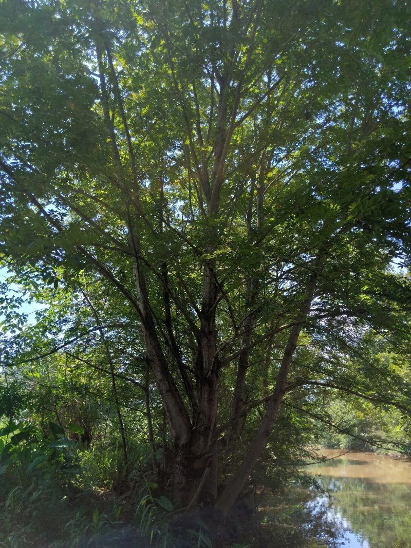 15-50公分枫杨，元宝树，
