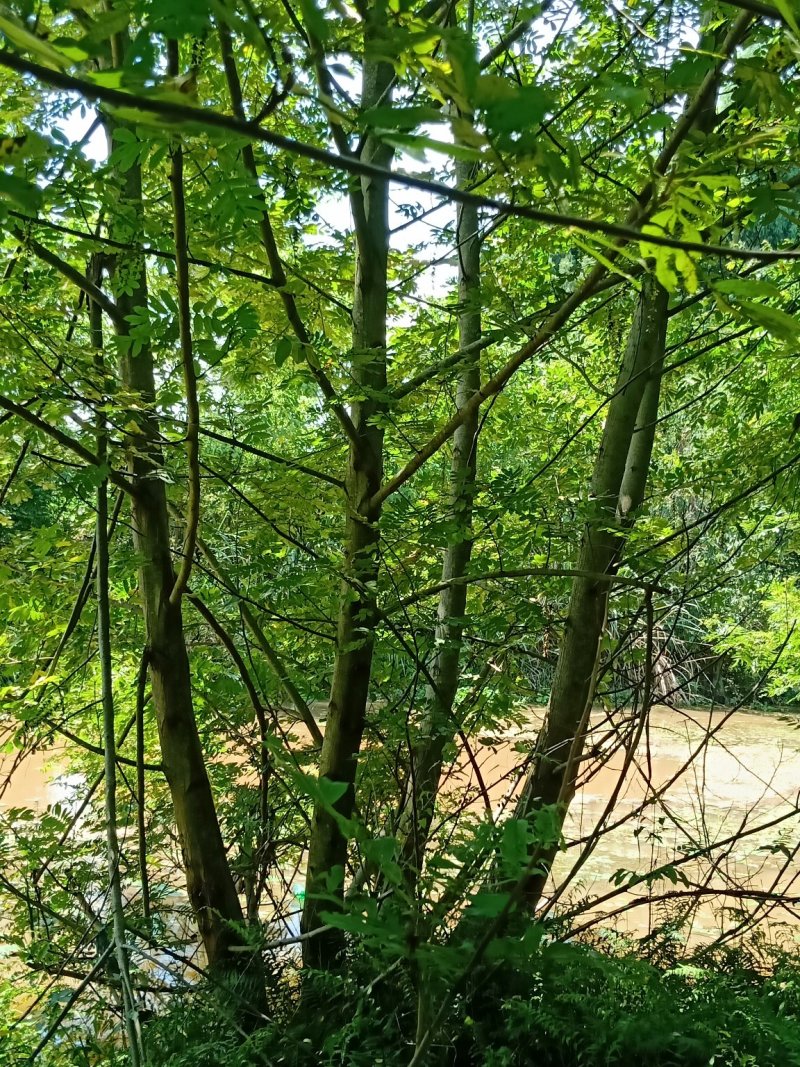15-50公分枫杨，元宝树，