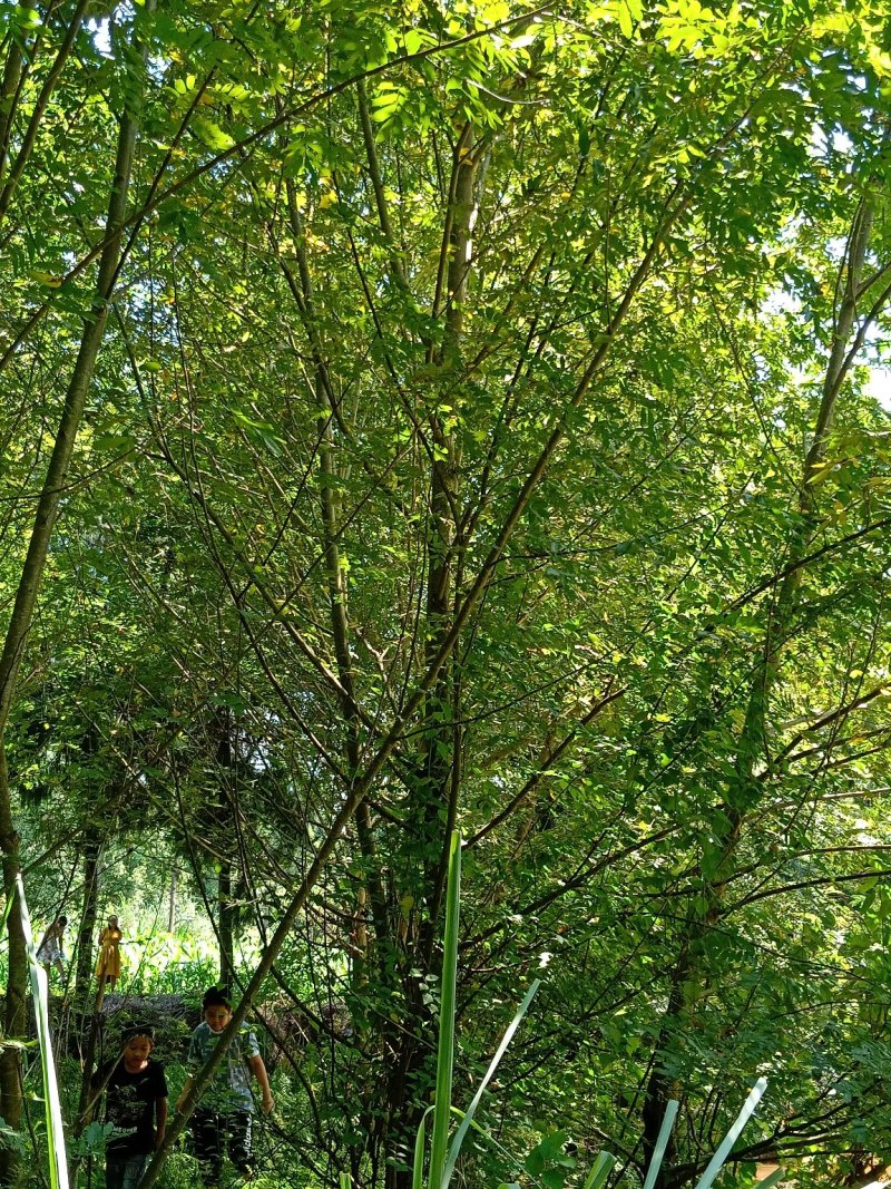 15-50公分枫杨，元宝树，