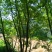 15-50公分枫杨，元宝树，