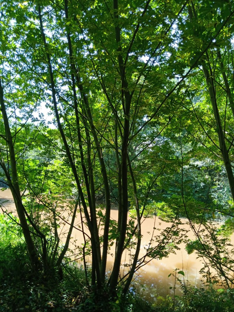 15-50公分枫杨，元宝树，