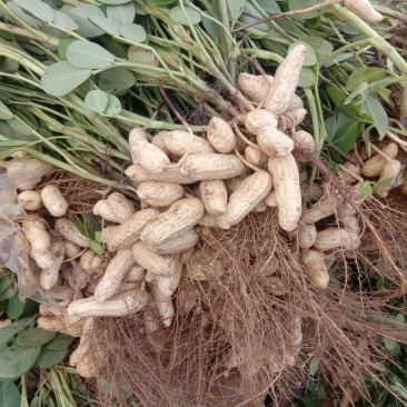 沙地鲜花生大果花生，籽粒饱满，走市场，对接商超