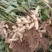 沙地鲜花生大果花生，籽粒饱满，走市场，对接商超