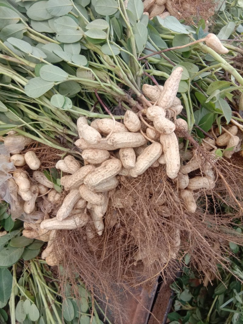 沙地鲜花生大果花生，籽粒饱满，走市场，对接商超