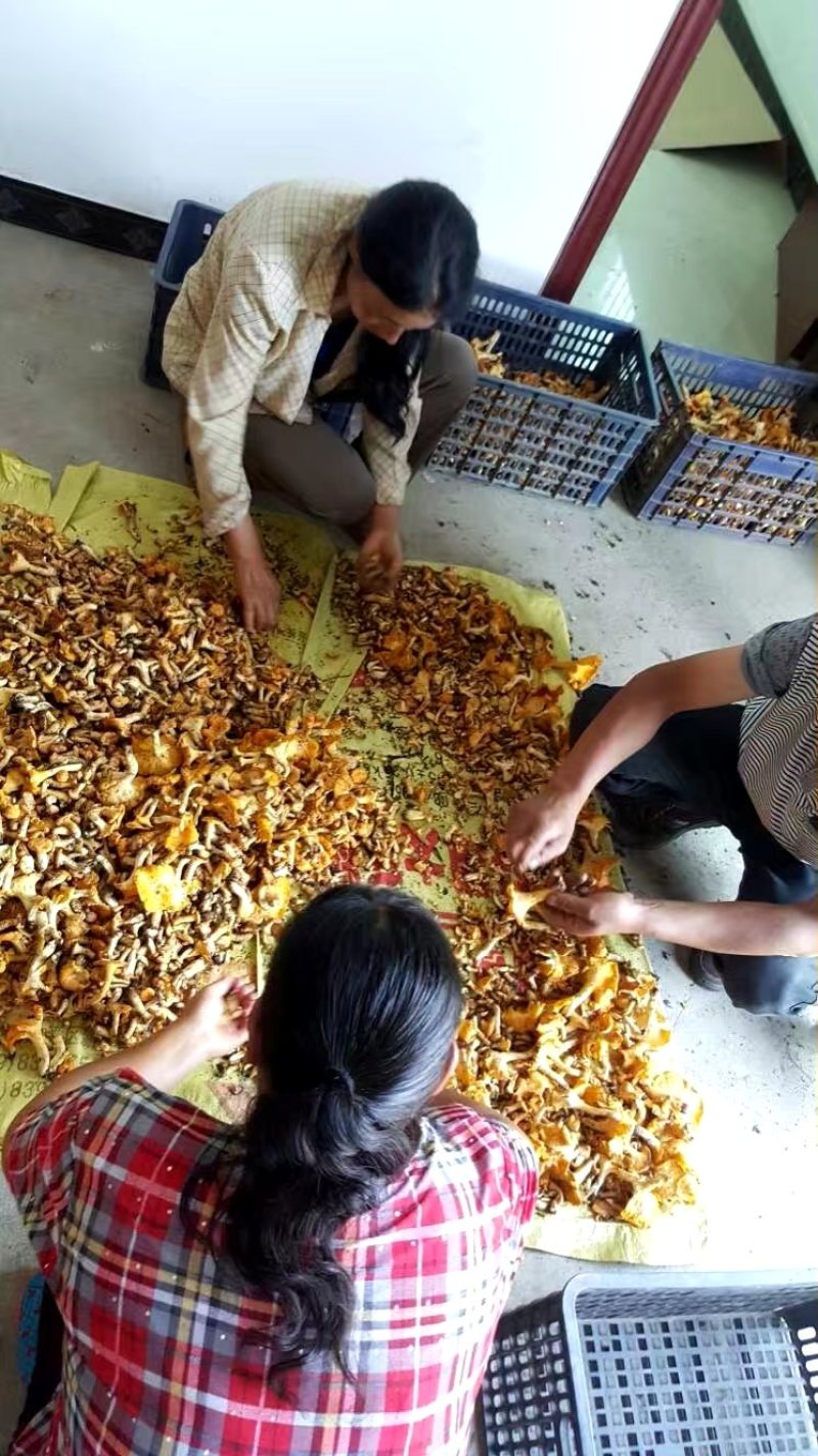 野生鸡油菌，黄丝菌