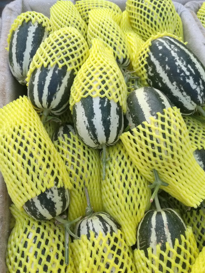 博洋九系列甜瓜，水果佳品甘甜可口食品欢迎光临