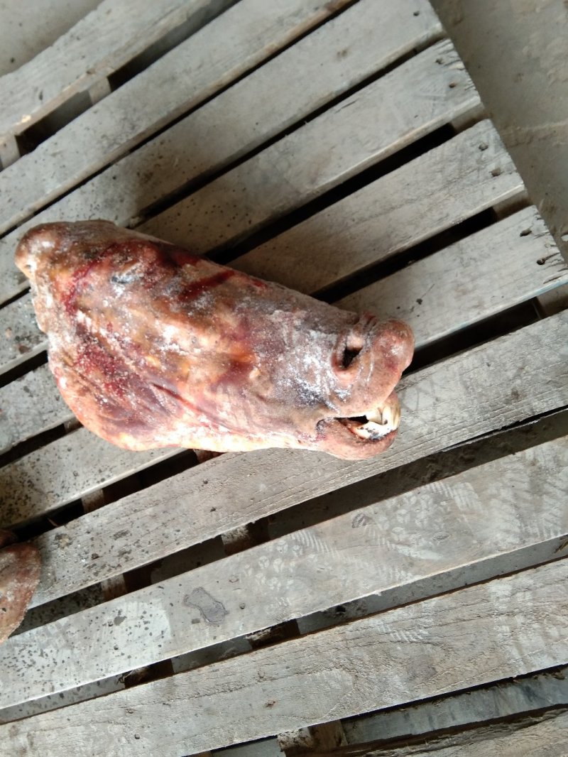 马肉清水退毛马头