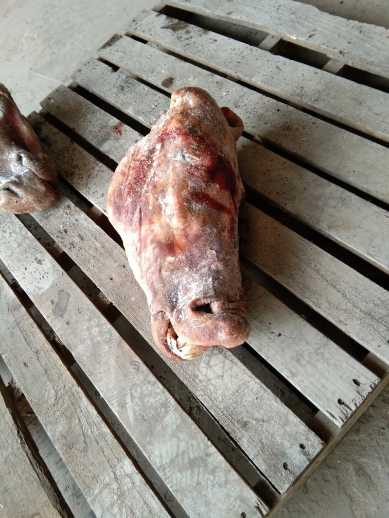 马肉清水退毛马头