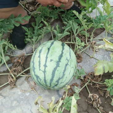 宁河西瓜