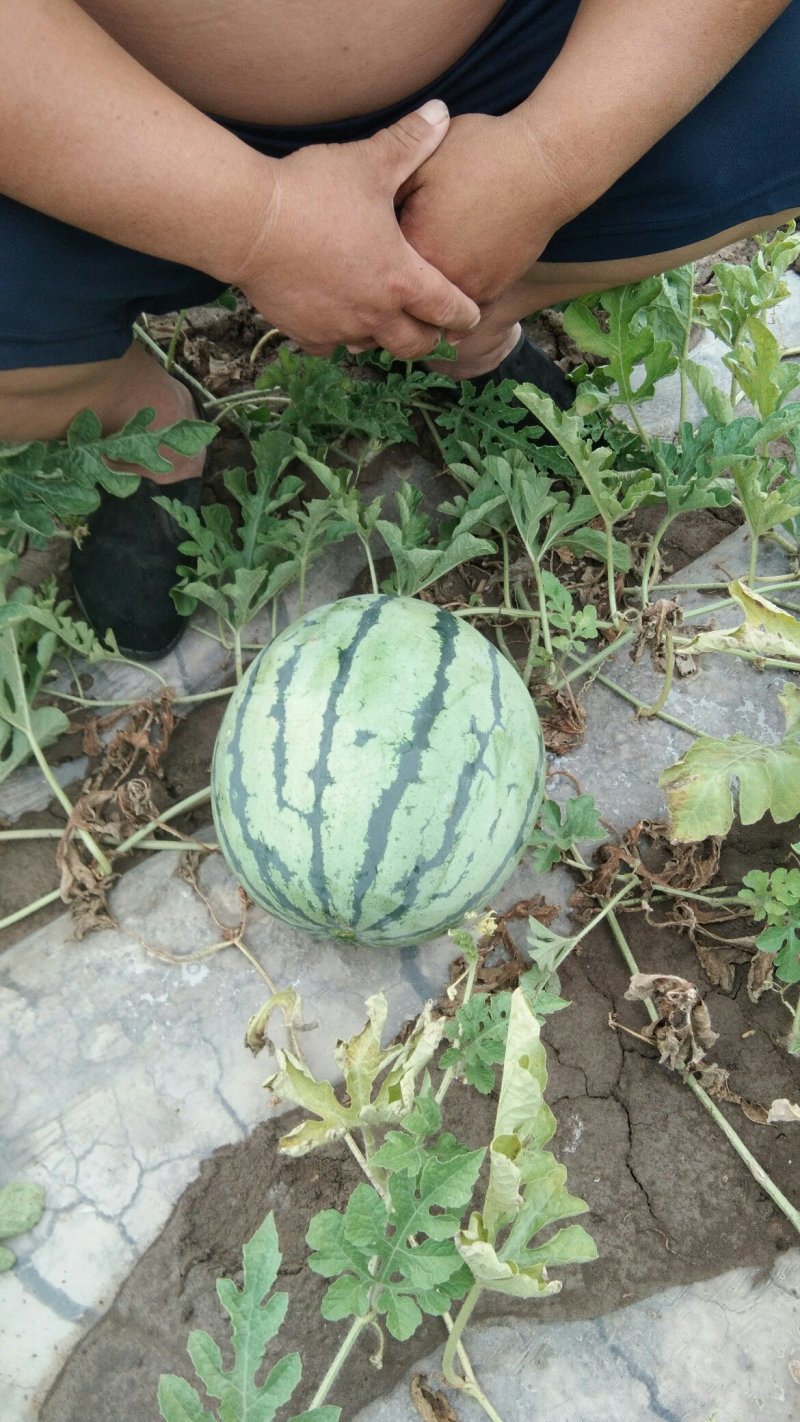 宁河西瓜