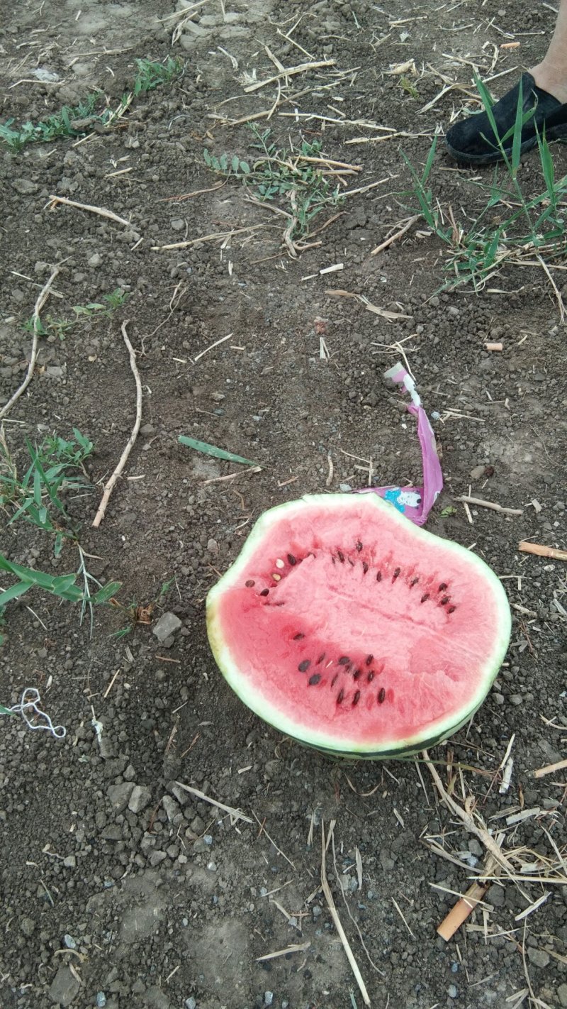 宁河西瓜