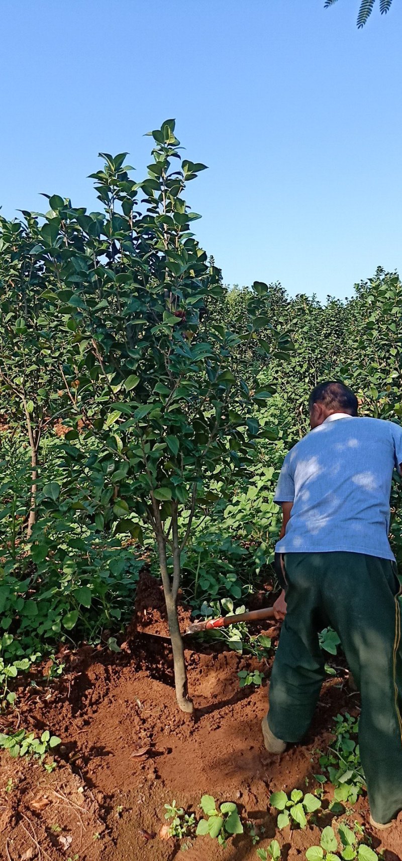 茶花2-5公分大量供应