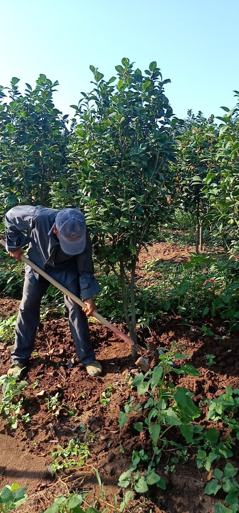 茶花2-5公分大量供应