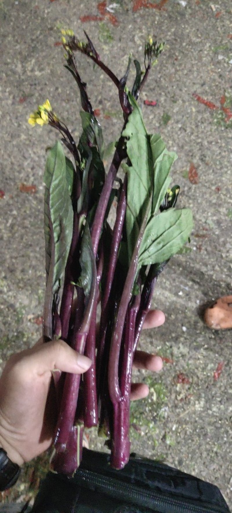 青海反季高原红菜苔现货供应，保甜