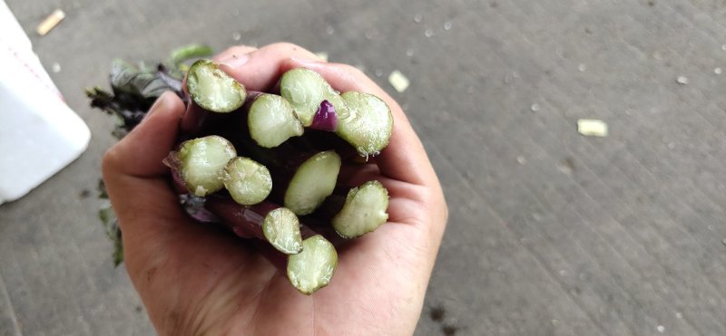 青海反季高原红菜苔现货供应，保甜