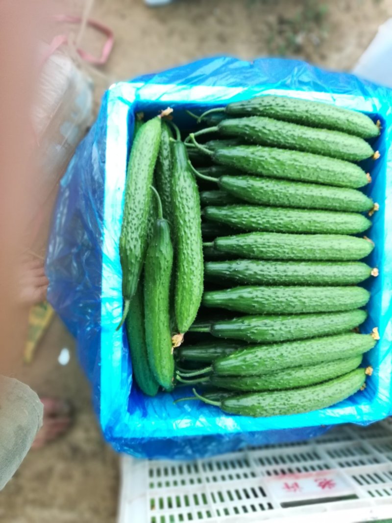 精品密刺黄瓜➖精品陆地黄瓜等等，各种质量都有大量货源