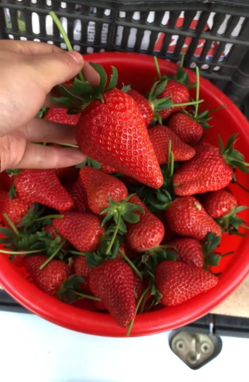 牛奶草莓苗隋株草莓苗现挖苗高成活率假一赔十