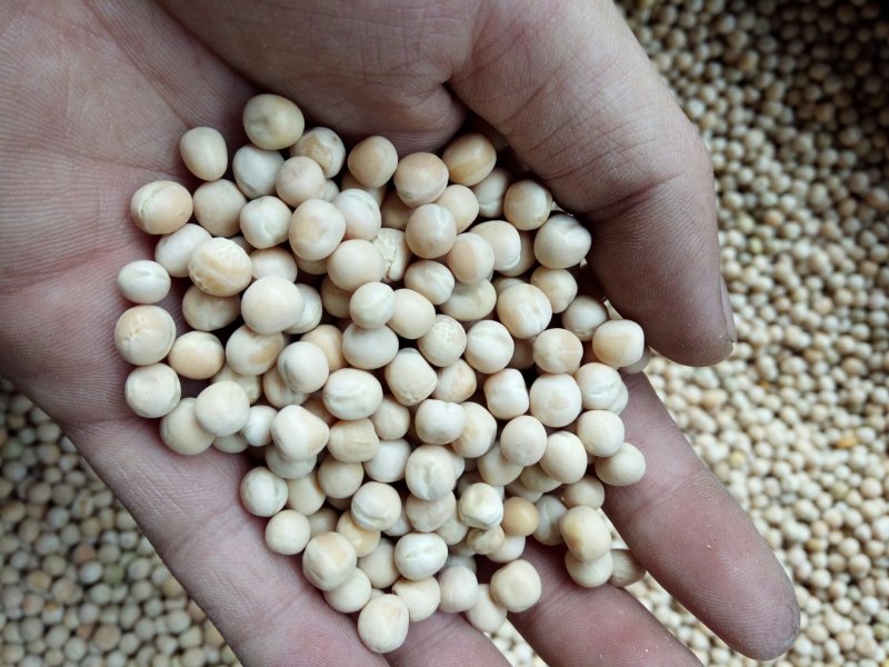 小白豌豆。进口豌豆厂家对家
