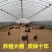 蔬菜大棚连体大棚养殖大棚规格齐全骨架包用15年不生锈