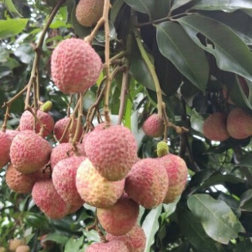 合江荔枝