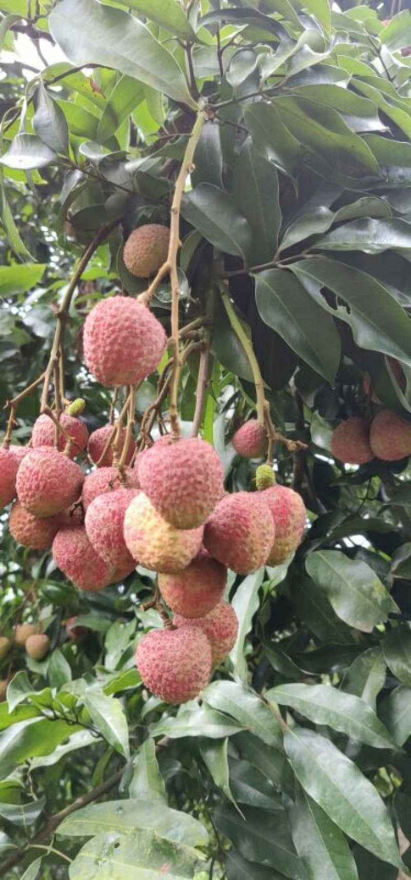 合江荔枝
