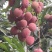 合江荔枝