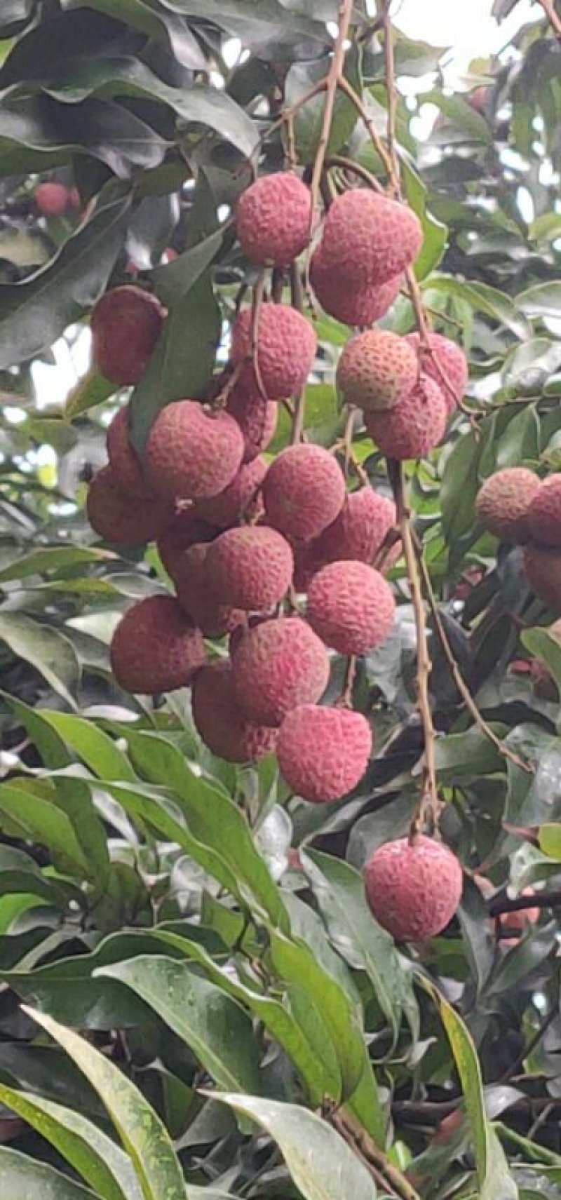 合江荔枝