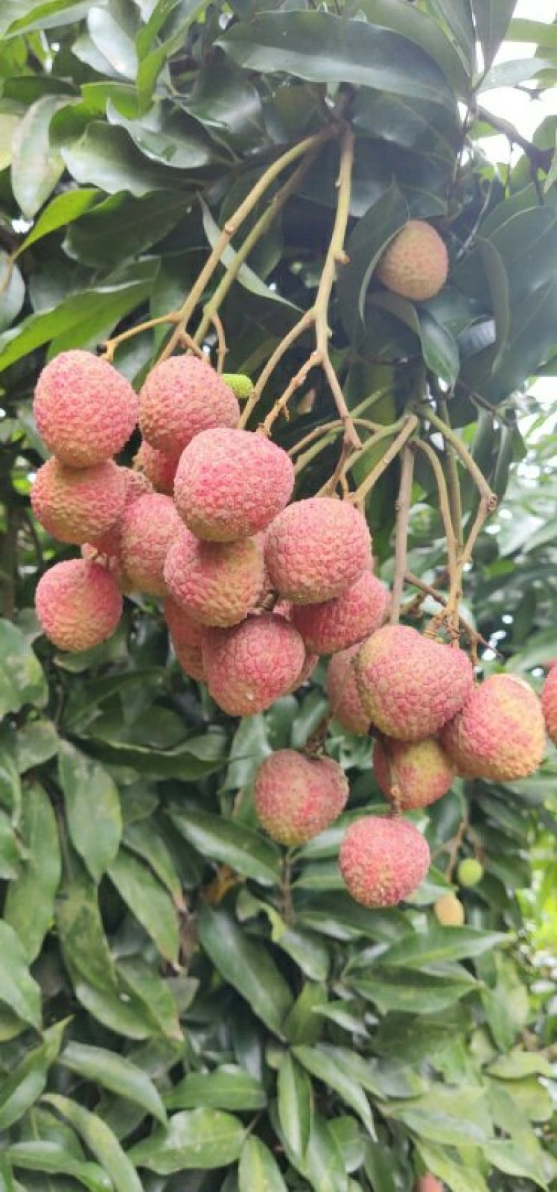 合江荔枝