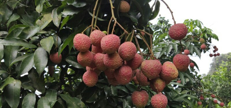 合江荔枝