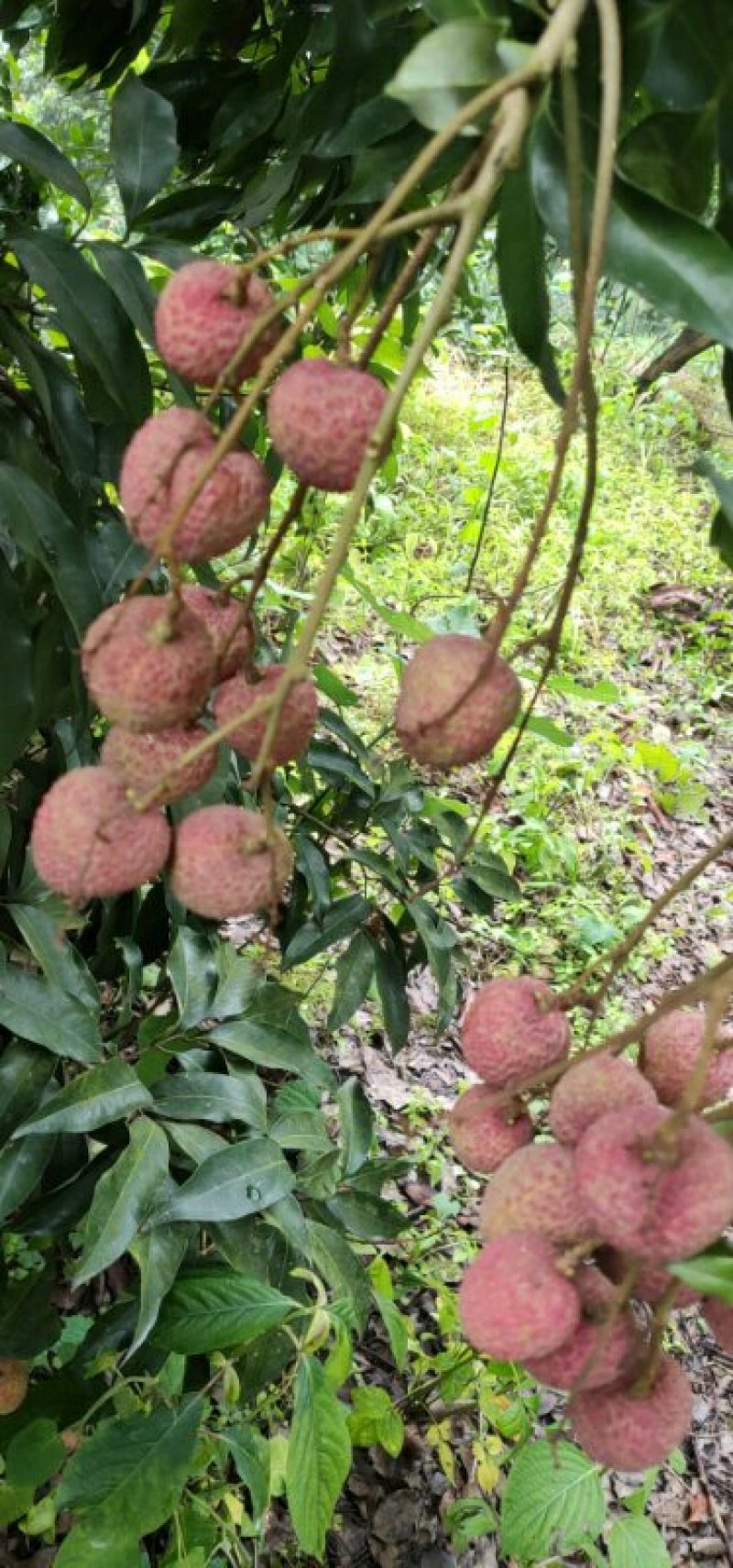 合江荔枝
