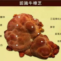 台湾原生态椴木子实体牛樟芝