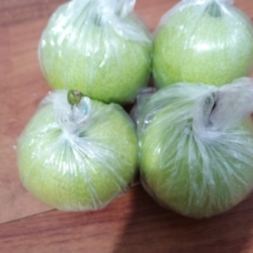青皇冠梨库存7000件出库，无黑心无串皮甜度大硬度高。