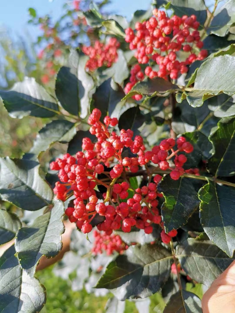 无刺嫁接枝条提供嫁接技术