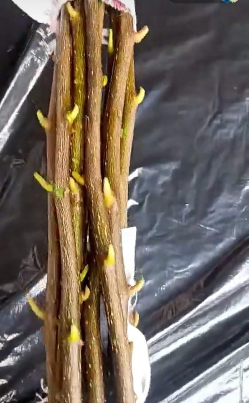 无刺嫁接枝条提供嫁接技术