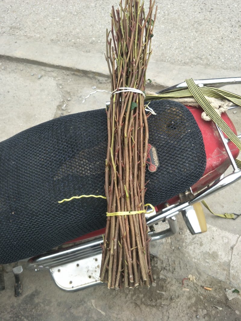 无刺嫁接枝条提供嫁接技术