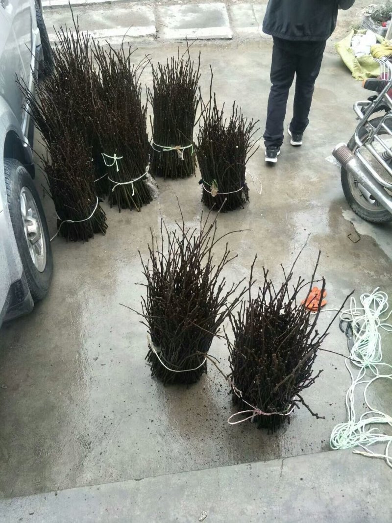 无刺嫁接枝条提供嫁接技术