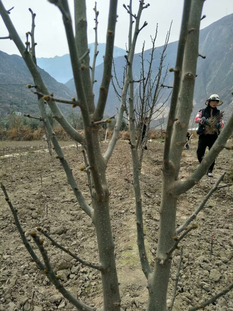 无刺嫁接枝条提供嫁接技术