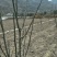 无刺嫁接枝条提供嫁接技术
