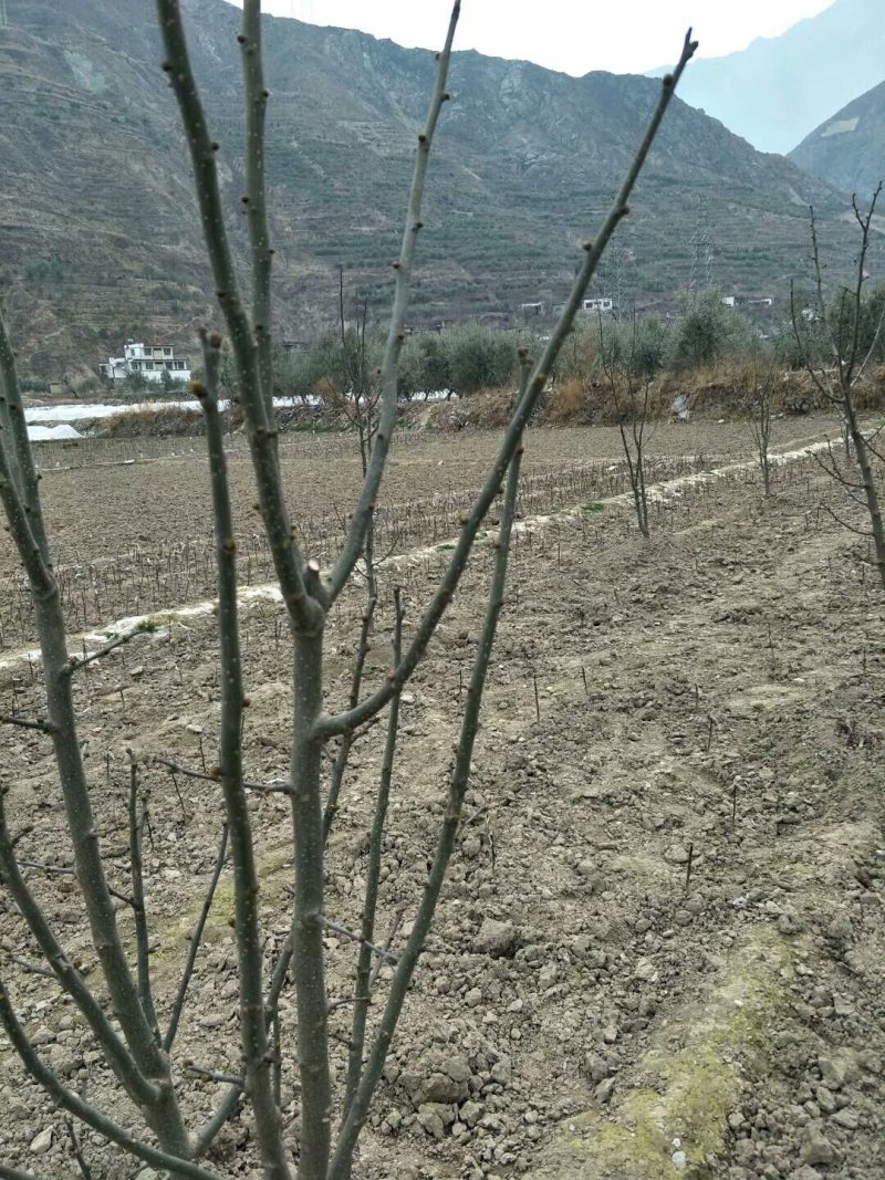 无刺嫁接枝条提供嫁接技术