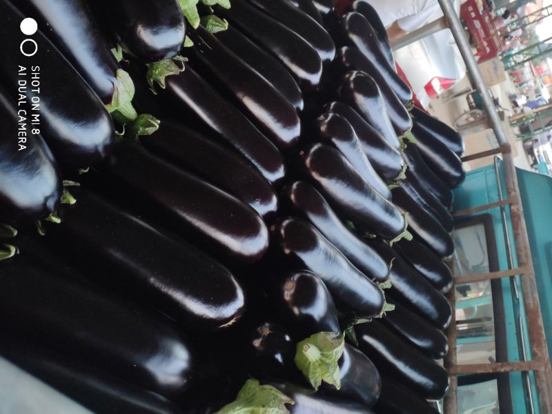 茄子黑宝大量上市烧烤茄黑金刚布来迪