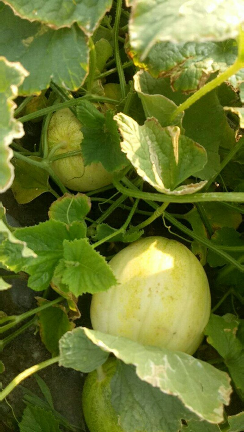 大量甜瓜
