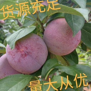 河南、六月红李红巨李六月紫巨早红天台产地直供支持电商