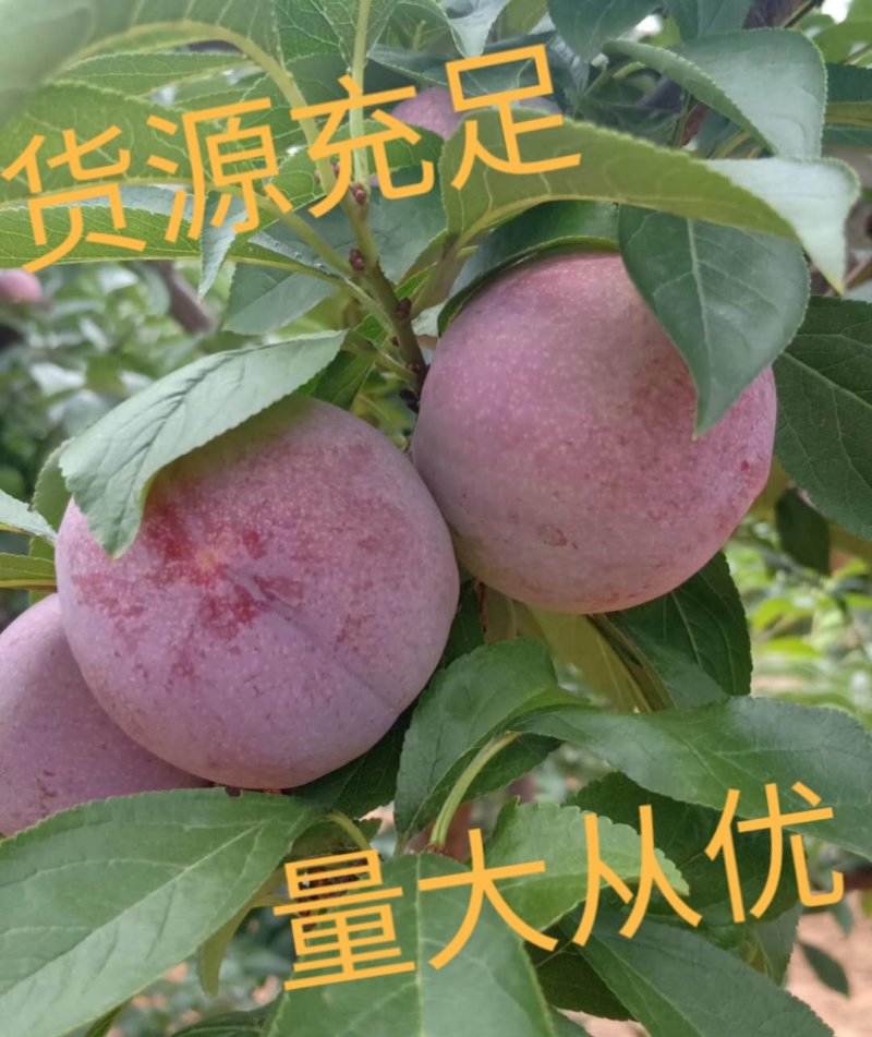 河南、六月红李红巨李六月紫巨早红天台产地直供支持电商